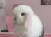 Pure bred mini lop