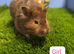 Stunning Syrian Hamster Girl Female Pedigree