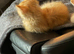 2 ginger kittens. Ragdoll Shpynx cross kittens