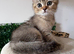 British shorthair kittens, with Delivery if needed!
