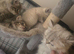 Beautiful Kittens Looking for Loving Homes
