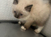 RAGDOLL MALE