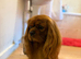 KC Reg Health Tested Proven Cavalier King Charles STUD