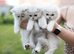 Beautiful kittens ready for their forever home