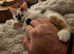 10 Weeks Old Kittens