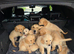 READY NOW KC Golden Retreiver Puppies