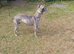 Female whippets