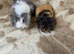 Female Baby Guinea Pigs for Sale