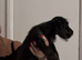 Dachshund puppy