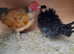 Necked neck bantam chickens