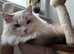 Two last Boys Pedigree Ragdoll Available