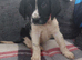 Female Springer Spaniel Pup