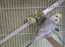 This years baby budgies.