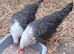 Trio of brackel 18to20 weeks old