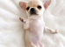 Beautiful Cream Chihuahua Puppies Xxs
