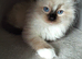 Purebred ragdoll kittens