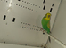 Breeding pair budgies
