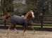 Welsh section b 2yo filly