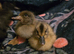 Indian Runner Ducklings