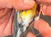 2025 goldfinch mule