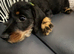 Cavapoo x dachshund 15 weeks old