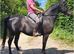 Arab gelding very well bred sadly for sale due to my accident I&rsquo;ve tried to hold on to him but it&rsquo;s hopeless and kindest thing is to let him go where