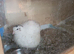 Available Ex Large Quails 2 x Hen Females English White Coturnix Quails 7 weeks old and still growing