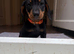 Male Dachshund puppy