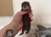 Angora ferrets