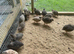 Young Quail off heat