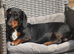 Miniature dachshund boy