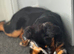 A lovable German sherperd who needs a new home
