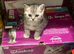 British Shorthair Kittens Full GCCF Registration