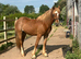 Chestnut Welsh D