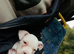 American bulldog Cross staffy
