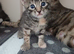 Bengal mix girl 11 weeks tabby