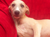 Two top quality KC registered fawn male pups available.