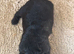 Cocker spaniel pups
