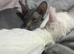 Sphinx cat linda