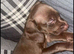 Female Labrador x springer spaniel puppy