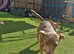Merle girl puppies