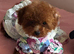 Asian poodle puppy girl