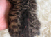 Last Adorable Boy Kitten Left, Ready 11th July