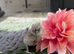 3 BEAUTIFUL BLUE SILKIE CHICKS &ndash; CHAMPION BLOODLINE