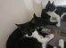 2 beautiful kittens ready for their forever home