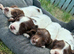 Springer spaniel pups