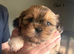 Beautiful Shih Tzu puppies