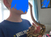 2 year old Female Ball Python for sale