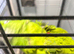YELLOW-NAPED AMAZON PARROT