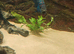Jack dempsey cichlid